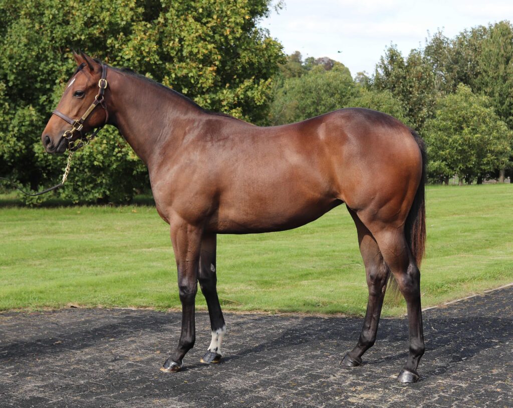 BREEDING BLOODLINES AND PEDIGREES visual data 2